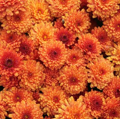 Chrysanthemum Beverly Bronze