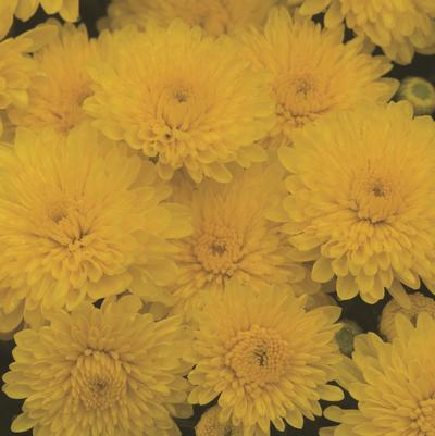 Chrysanthemum Sparkling Cheryl Yellow