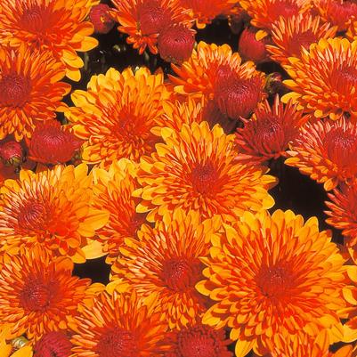 Chrysanthemum Spicy Cheryl Orange