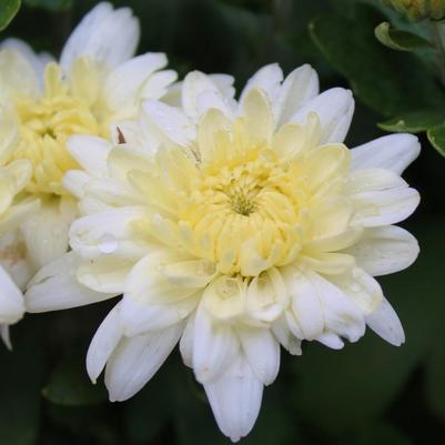 Chrysanthemum Wilma White