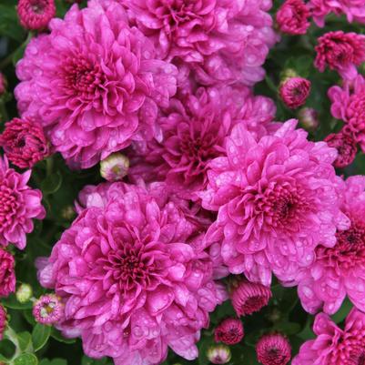 Chrysanthemum Wanda Lavender