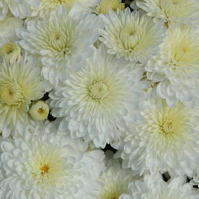 Chrysanthemum Frosty Cheryl White