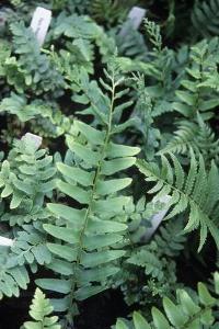 Polystichum acrostichoides 