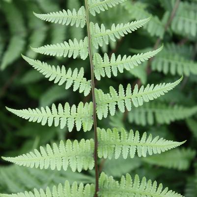 Athyrium filix-femina 