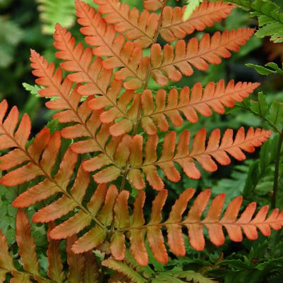 Dryopteris erythrosora Brilliance