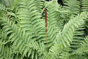 Osmunda cinnamomea 