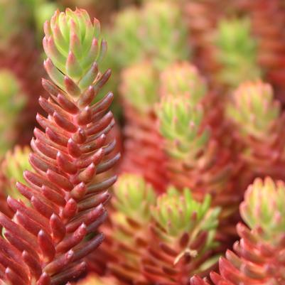 Sedum ochroleucum Red Wiggle