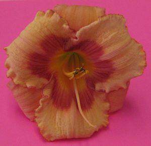 Hemerocallis Strawberry Candy