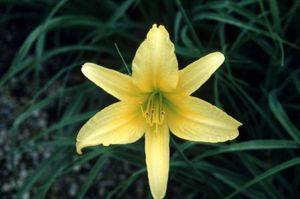 Hemerocallis Hyperion