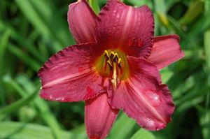 Hemerocallis Little Wine Cup