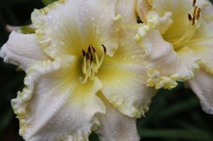 Hemerocallis Marque Moon