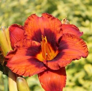 Hemerocallis Mighty Chestnut