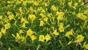 Hemerocallis Happy Returns