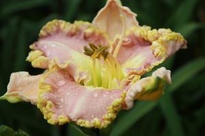 Hemerocallis Lavender TuTu