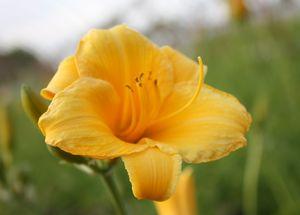 Hemerocallis Stella de Oro