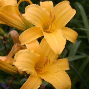 Hemerocallis Mary Todd