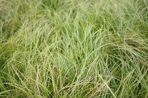 Carex pennsylvanica 