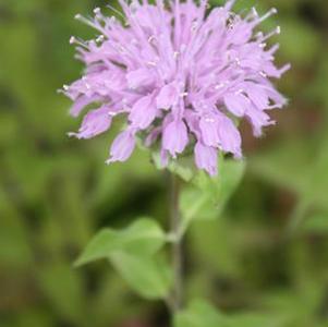 Monarda fistulosa 