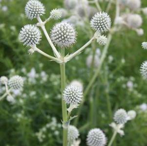 Eryngium yuccifolium 