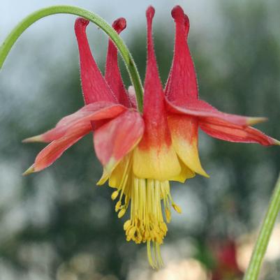 Aquilegia canadensis 