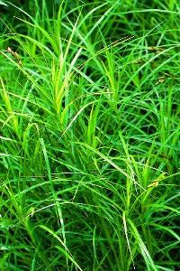 Carex muskingumensis 