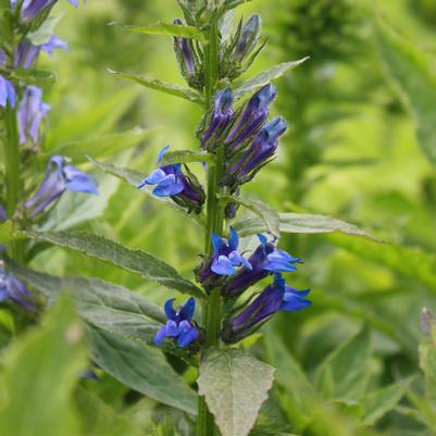 Lobelia siphilitica 