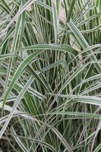 Calamagrostis acutiflora Overdam