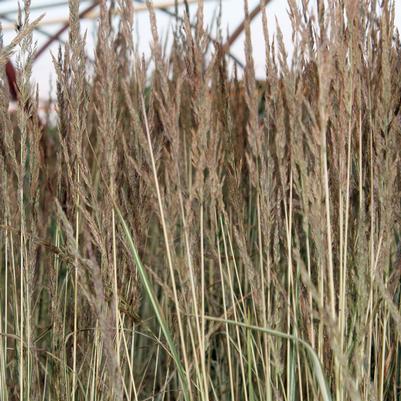 Calamagrostis acutiflora Avalanche