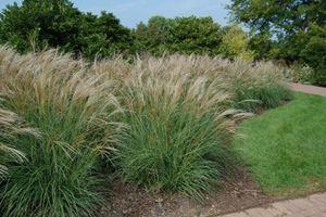 Miscanthus sinensis Adagio