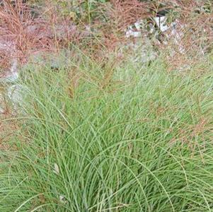 Miscanthus sinensis Gracillimus