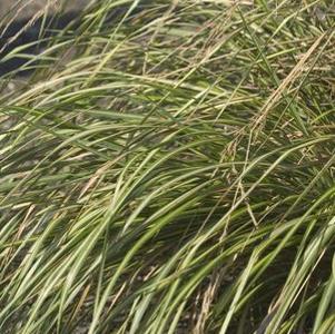 Calamagrostis acutiflora Eldorado