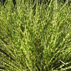 Miscanthus sinensis Gold Bar