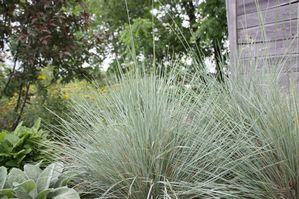 Helictotrichon sempervirens Sapphire