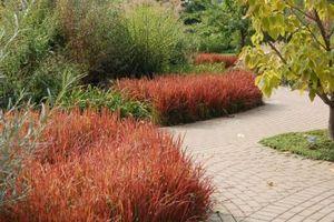 Imperata koenigii Red Baron