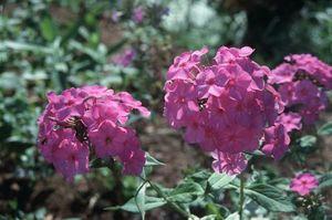 Phlox paniculata Blue Paradise