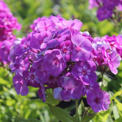 Phlox paniculata Laura