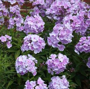 Phlox paniculata Franz Schubert