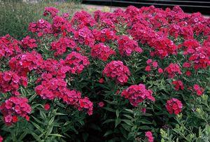 Phlox paniculata Nicky