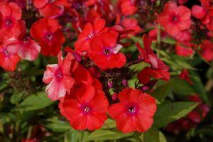 Phlox paniculata Orange Perfection