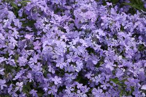 Phlox divaricata Blue Moon