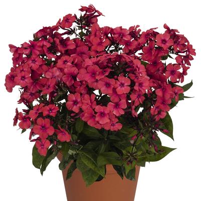 Phlox paniculata Flame® Red Flame® 