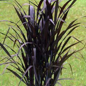 Pennisetum First Knight