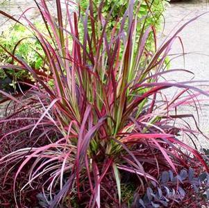 Pennisetum Fireworks