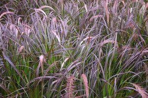 Pennisetum setaceum Rubrum