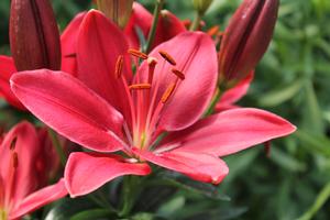 Lilium 'Buzzer' - Asiatic Lily from Hoffie Nursery