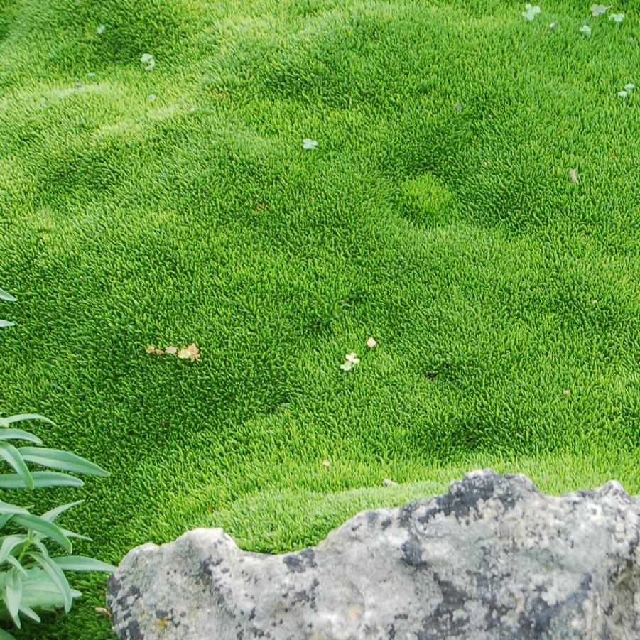 Arenaria speciosa 'Wallowa Mountains' - Mossy Sandwort from Hoffie Nursery