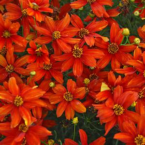 Coreopsis Sizzle & Spice™ 'Crazy Cayenne' - Threadleaf Coreopsis photo from Walters Gardens