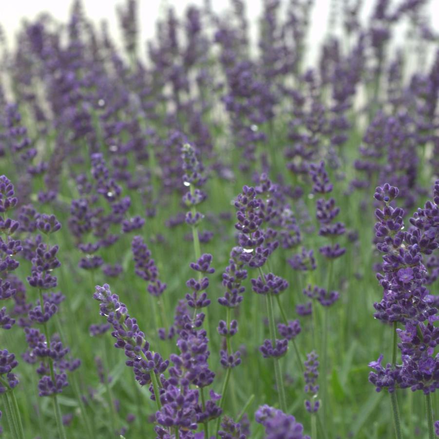 Lavender 'Hidcote' - English Lavender from Hoffie Nursery
