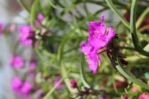 Tradescantia andersoniana 'Red Cloud' - Spiderwort from Hoffie Nursery