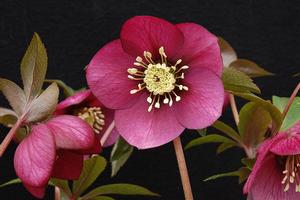 Helleborus Winter Jewels® 'Ruby Wine' - Lenten Rose from Hoffie Nursery